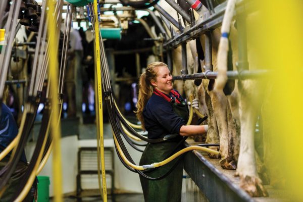 Young female agriculture student operating machinery on a dairy farm