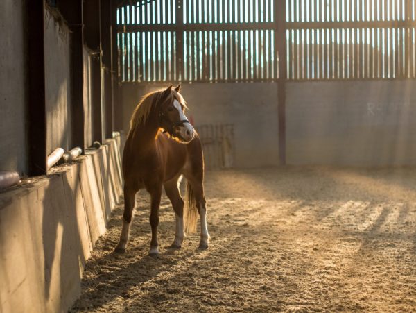 Small horse, foal in indoor exercise yard,stable, in sunlight